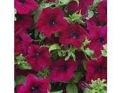 Mini Starter Plant Surfinia® Burgundy