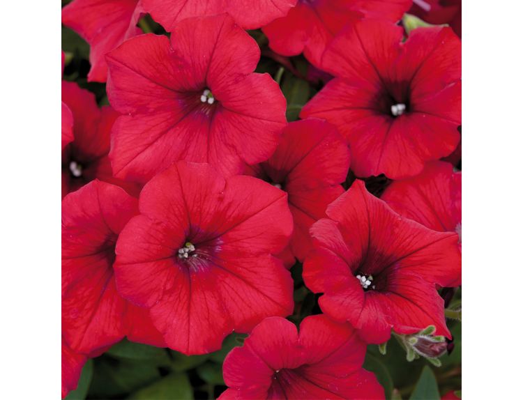 Mini Starter Plant Surfinia® Deep Red