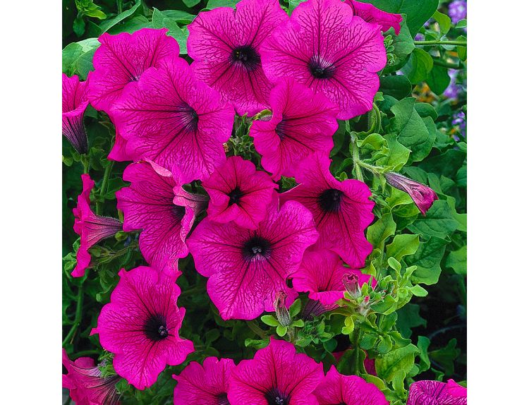 Mini Starter Plant Surfinia® Hot Pink