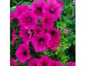 Mini Starter Plant Surfinia® Hot Pink