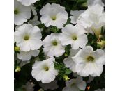 Mini Starter Plant Surfinia® Snow