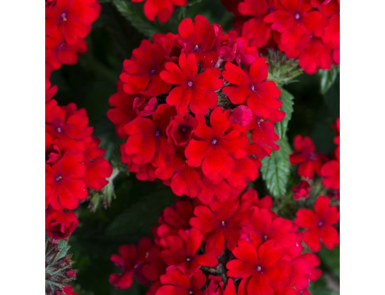 Mini Starter Plant Verbena Showboat Dark Red