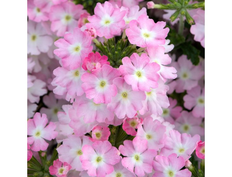 Mini Starter Plant Verbena Showboat Light Pink