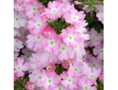 Mini Starter Plant Verbena Showboat Light Pink