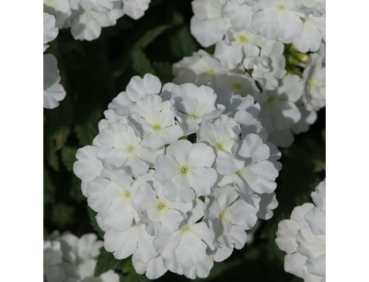 Mini Starter Plant Verbena Showboat White