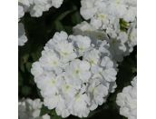 Mini Starter Plant Verbena Showboat White