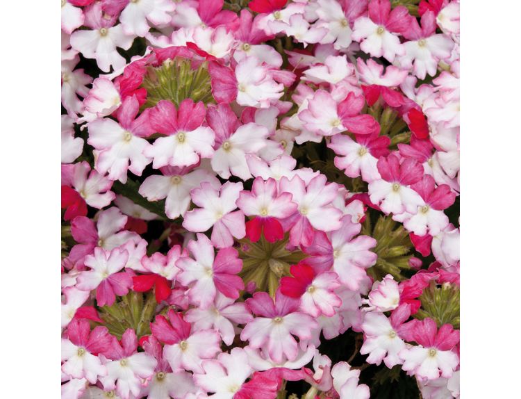 Mini Starter Plant Verbena Sparkle Pink Dark