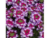 Mini Starter Plant Verbena Sparkle Purple Blues