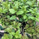 Mint Common Garden 1 litre pot