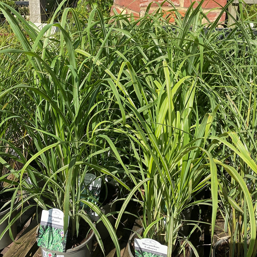 miscanthus-cabaret-knights-garden-centres