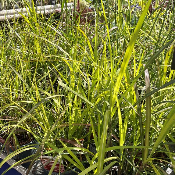 Miscanthus Lady in Red 3 litre pot - image 1