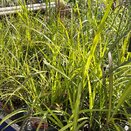 Miscanthus Lady in Red 3 litre pot
