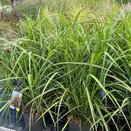 Miscanthus Lady in Red 5 litre pot