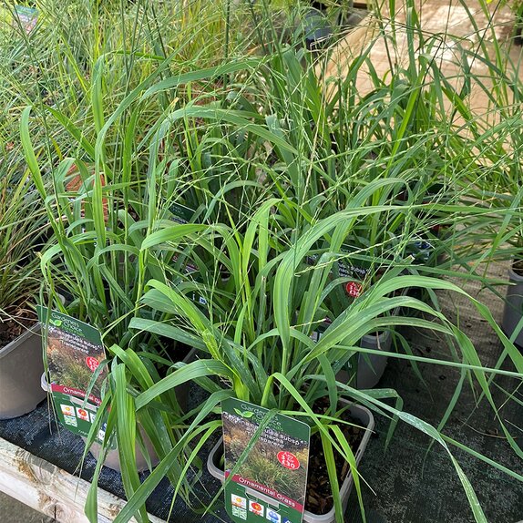 Molina caerulea subsp. arundinacea 'Transparent'