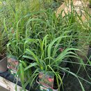 Molina caerulea subsp. arundinacea 'Transparent'