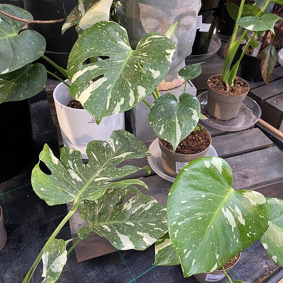 Monstera delic. 'Thai Constellation' . - image 1