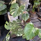 Monstera delic. 'Thai Constellation' . - image 1