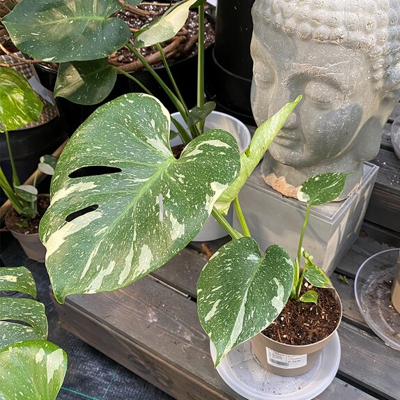 Monstera delic. 'Thai Constellation' . - image 2
