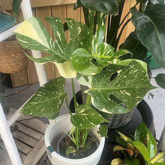 Monstera delic. 'Thai Constellation' - image 1