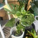 Monstera delic. 'Thai Constellation' - image 1