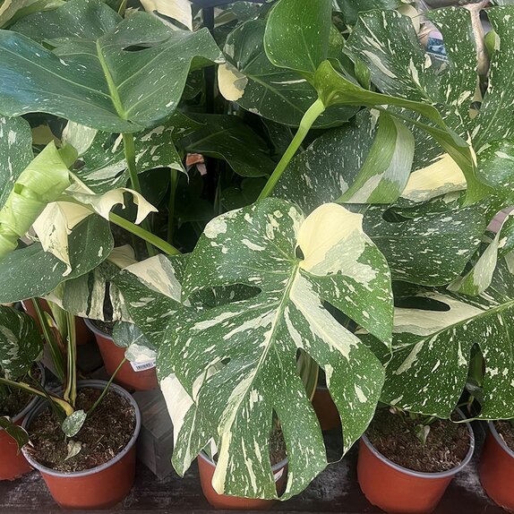 Monstera delic. 'Thai Constellation' - image 2