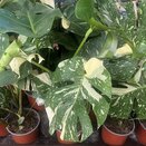 Monstera delic. 'Thai Constellation' - image 2