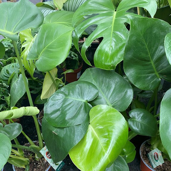 Monstera deliciosa 17cm pot - image 1