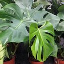 Monstera deliciosa 17cm pot - image 2