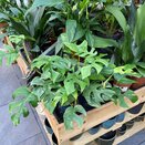 Monstera Minima - image 1