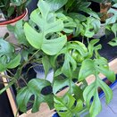 Monstera Minima - image 2