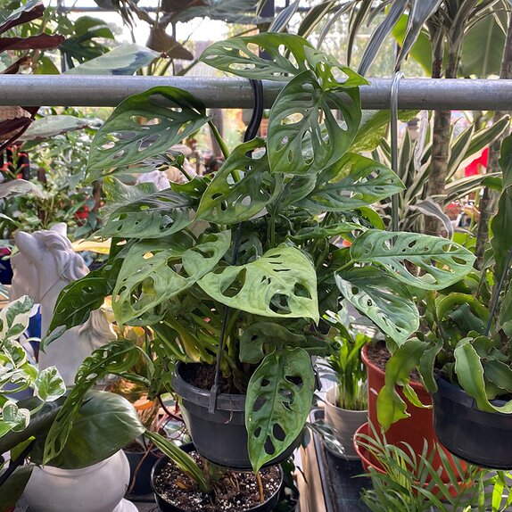 Monstera Monkey Mask hanging pot