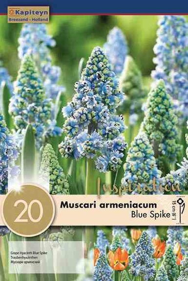 Muscari Armeniacum