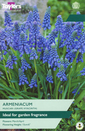 Muscari Armeniacum - Grape Hyacinth