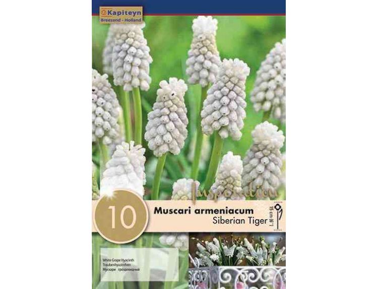 Muscari armeniacum Siberian Tiger