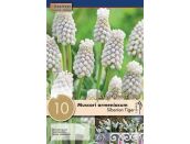 Muscari armeniacum Siberian Tiger