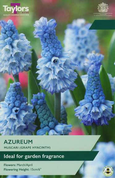 Muscari - Azureum 