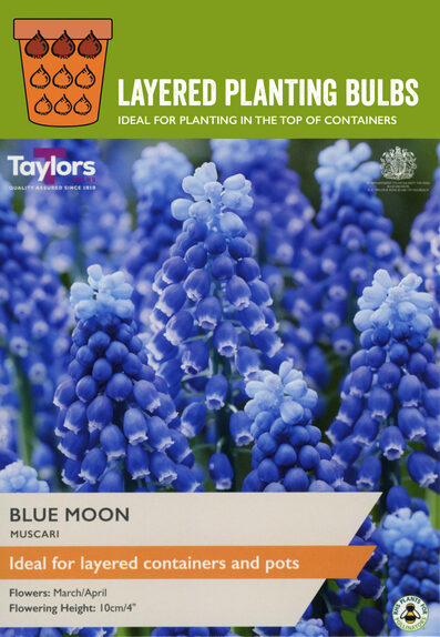 Muscari - Blue Moon