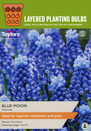 Muscari - Blue Moon
