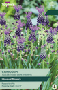 Muscari - Comosum 