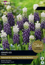 Muscari - Grape Ice