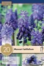 Muscari Latifolium