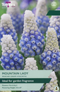 Muscari - Mountain Lady 