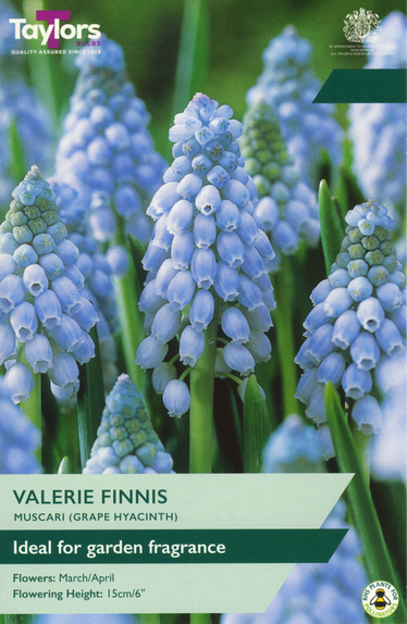 Muscari - Valerie Finnis
