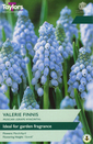 Muscari - Valerie Finnis