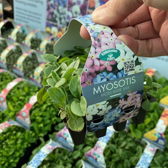 Myosotis Mon Amie Mix 20 pack