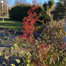 Nandina Domestica 5 litre pot - image 1