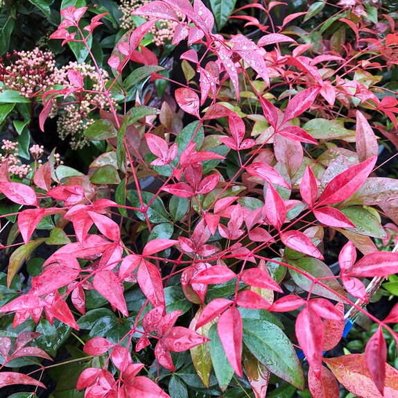 Nandina Domestica 5 litre pot - image 2