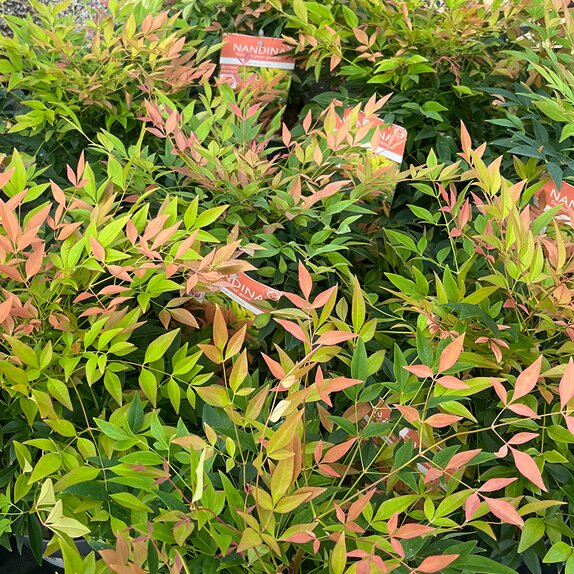Nandina domestica Magical Sunrise - image 1