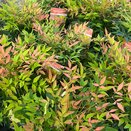 Nandina domestica Magical Sunrise - image 1