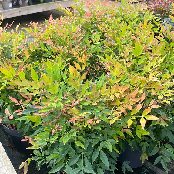 Nandina domestica Magical Sunrise - image 2